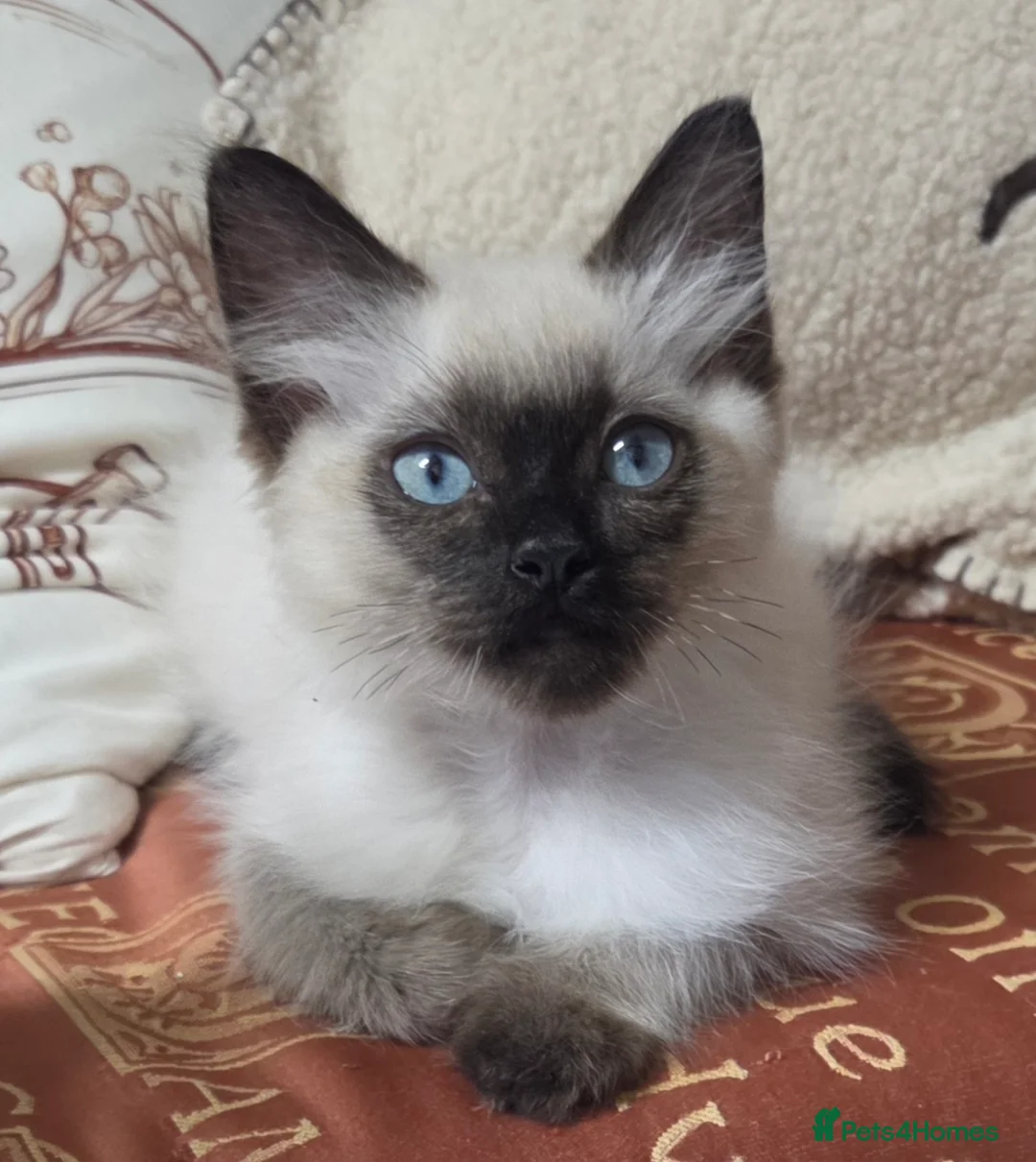 Ragdoll cats for sale: GCCF REGISTERED PEDIGREE RAGDOLL KITTENS  - Advert 1