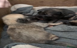 Shepsky dogs for sale: 7 Beautiful Shepsky pups for sale (3 boys 4 girls) - Image 7