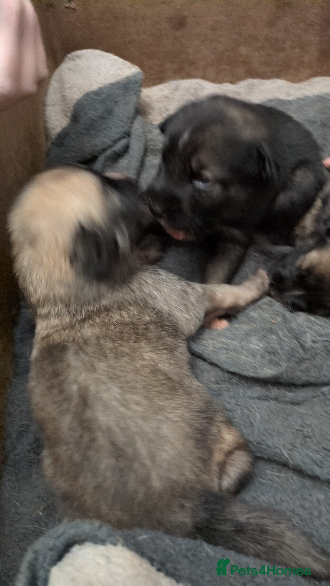 Shepsky dogs for sale: 7 Beautiful Shepsky pups for sale (3 boys 4 girls) - Image 7