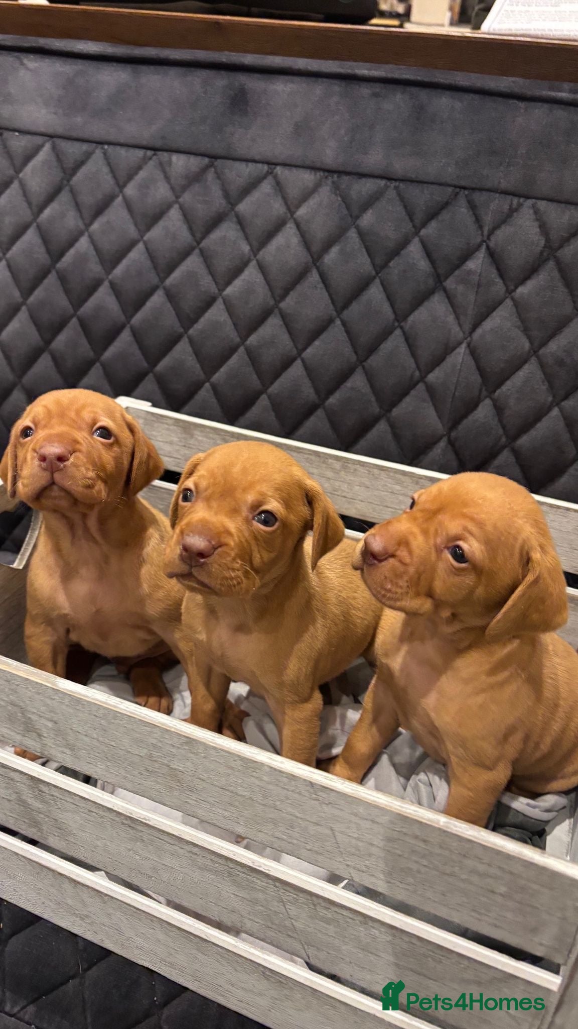 Hungarian Vizsla dogs Hungarian Vizsla KC Puppies excellent Pedigree - Advert 1