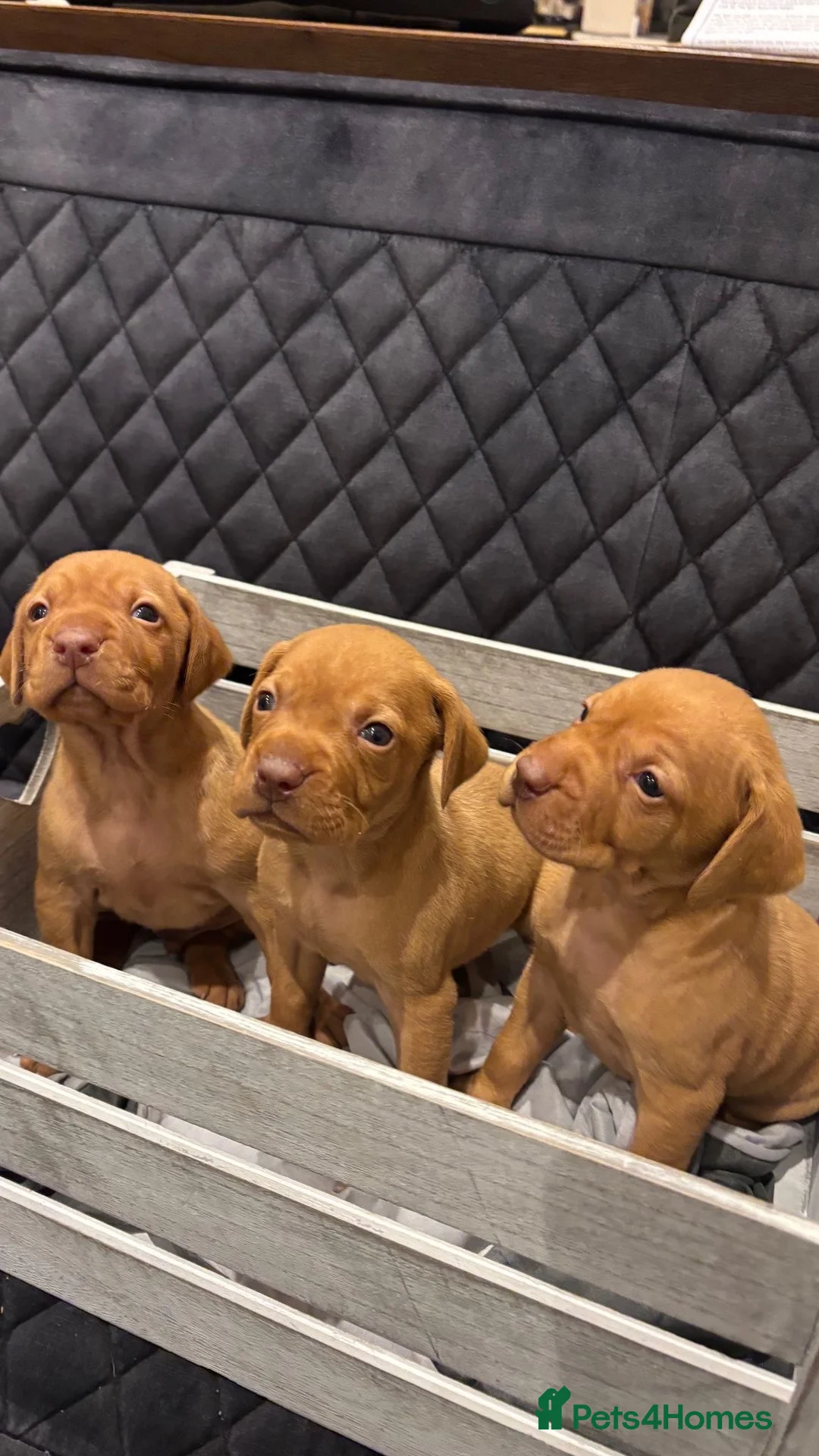 Hungarian Vizsla dogs for sale: Hungarian Vizsla KC Puppies excellent Pedigree - Advert 1