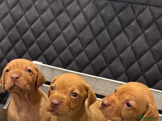 Hungarian Vizsla dogs Hungarian Vizsla KC Puppies excellent Pedigree - Advert 1