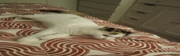 Mixed Breed cats for sale: Female kitten seeking new home  - Advert 12