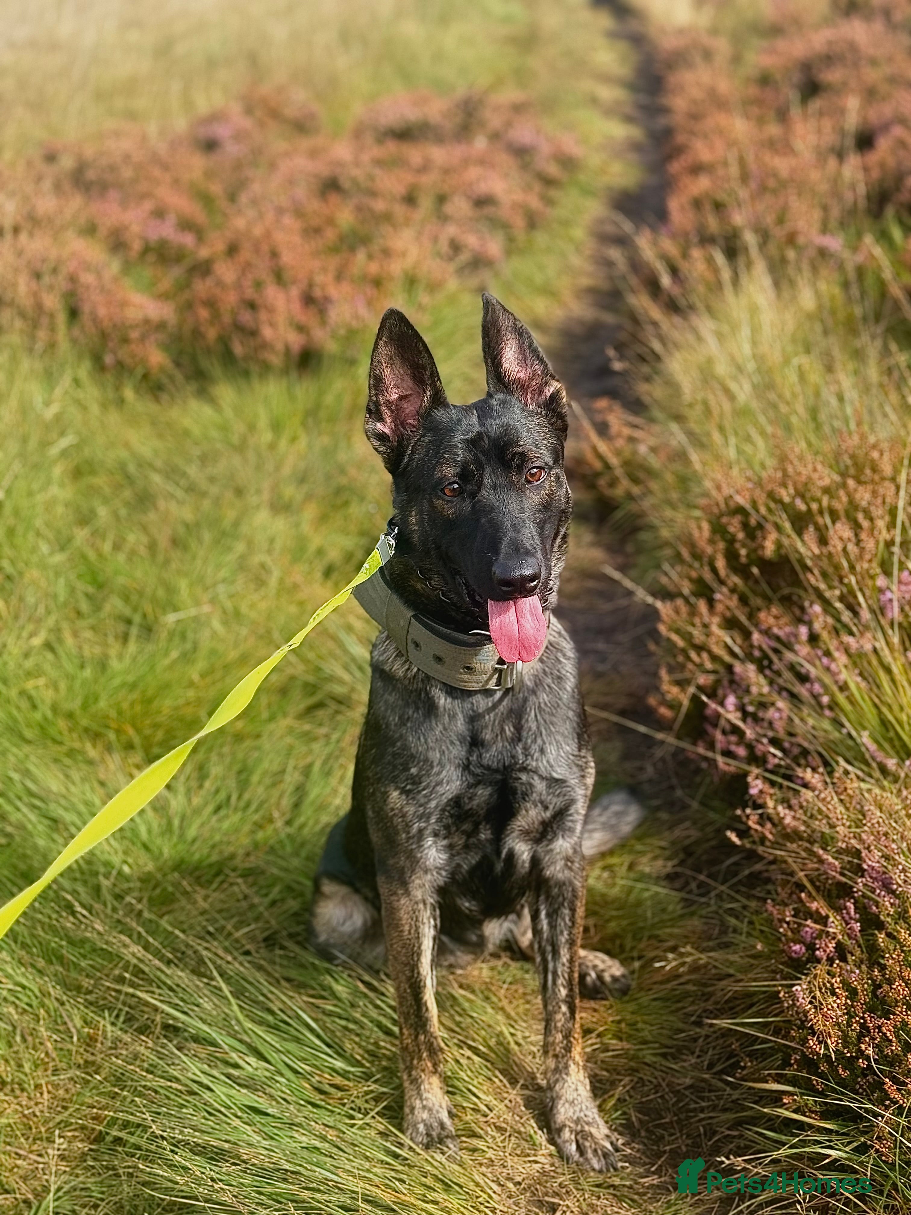 Belgian Shepherd Dog dogs Part Trained protection dog for sale - Advert 20