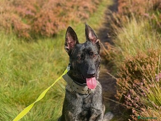 Belgian Shepherd Dog dogs - Advert 11