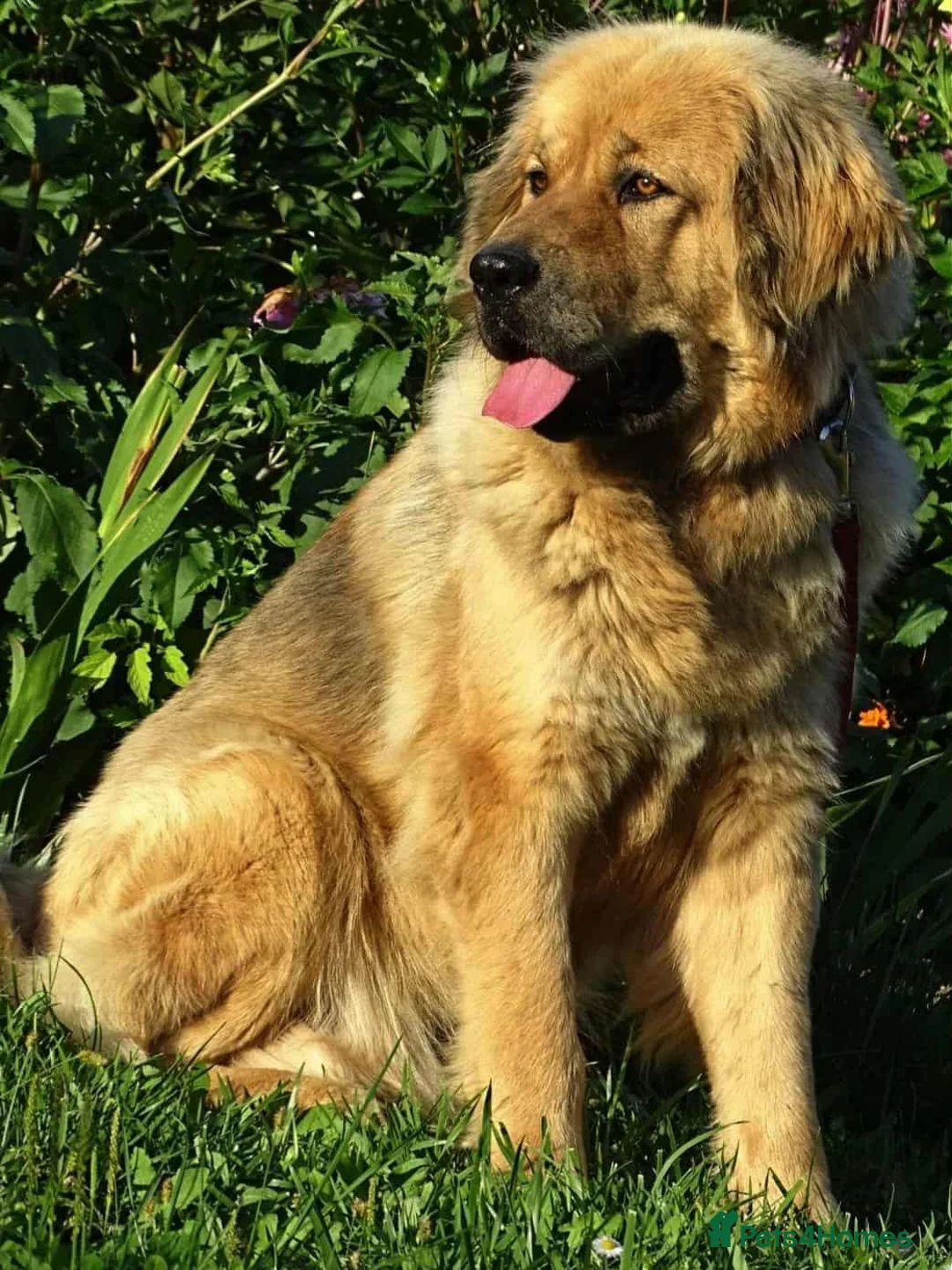 Tibetan Mastiff dogs for sale: Beautiful gold girl  - Advert 6