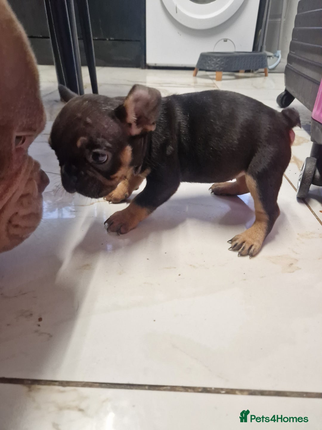 French Bulldog dogs for sale: Exotic French bulldog  - Advert 5
