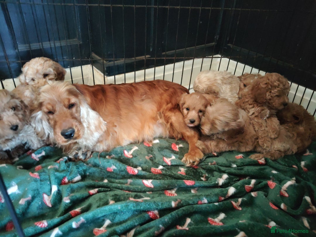 Cockapoo dogs for sale: Stunning toy Cockapoo puppies for sale  - Image 1