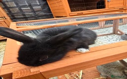 Lionhead rabbits for sale: Lionhead x - Image 6