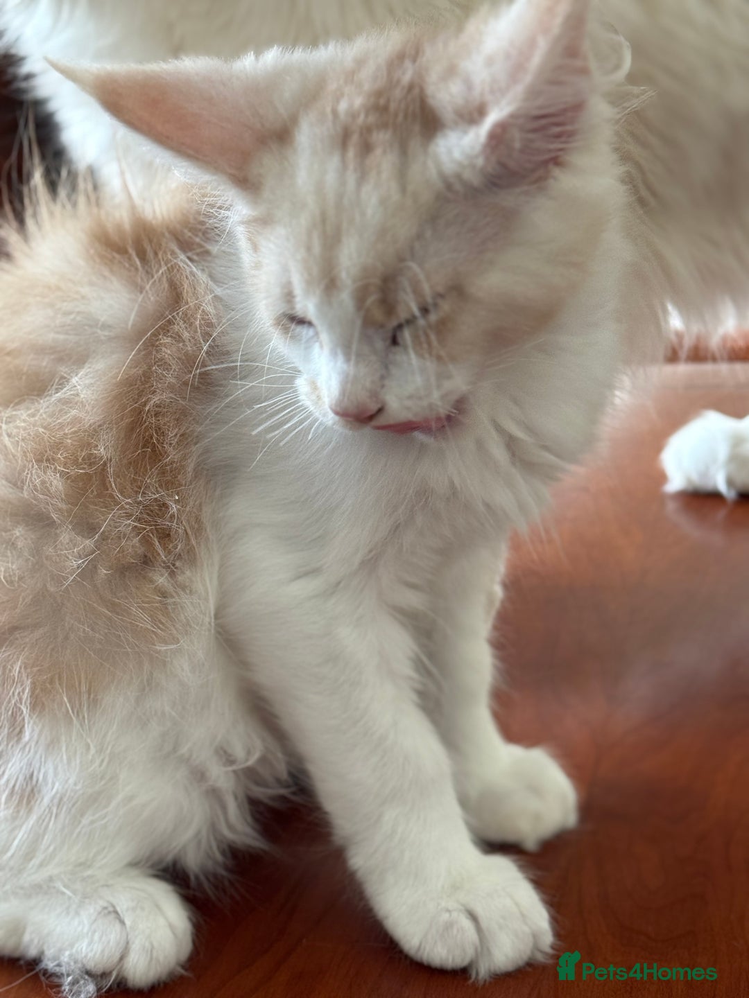 Maine Coon cats for sale: Gorgeous Shaded Line Maine Coon Kittens for sale - Image 6