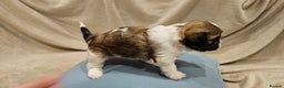 Lhasa Apso dogs for sale: Stunning pedigree Lhasa Apso Puppies - Advert 16