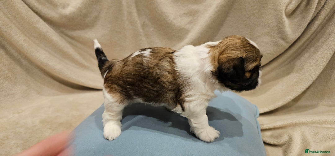 Lhasa Apso dogs for sale: Stunning pedigree Lhasa Apso Puppies - Advert 16