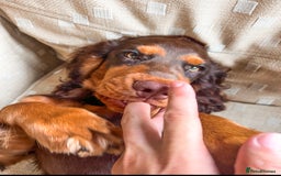 Cocker Spaniel dogs for stud: 🐾 Proven Stud - Healthy Working Cocker Spaniel 🐾 - Image 2