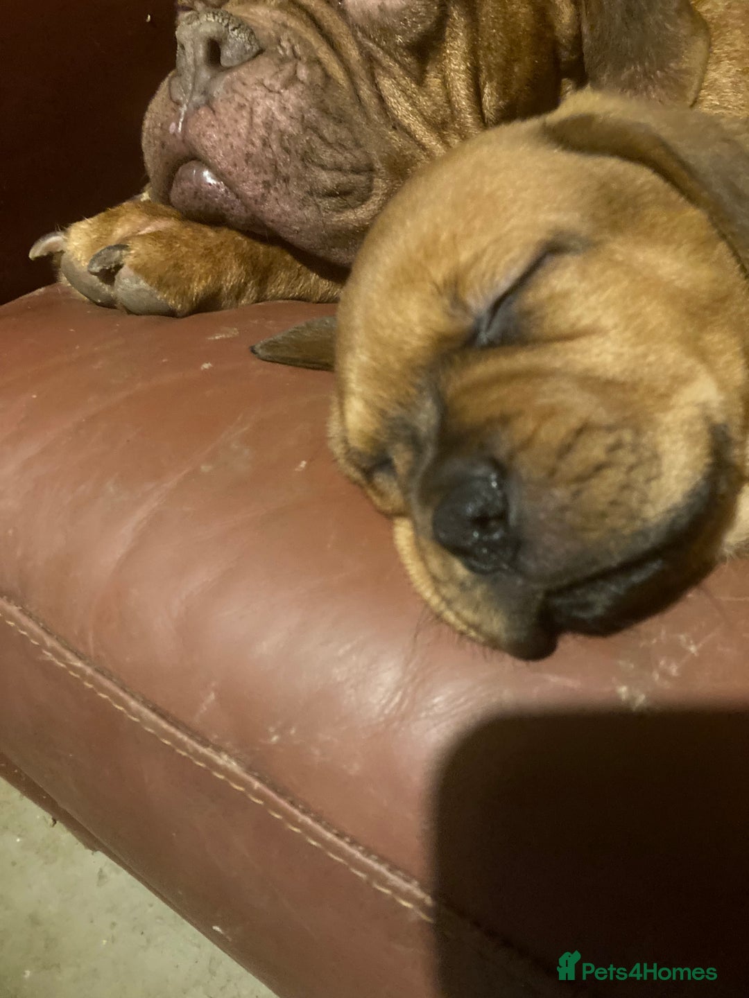 Mixed Breed dogs for sale: Gibbs - Advert 2