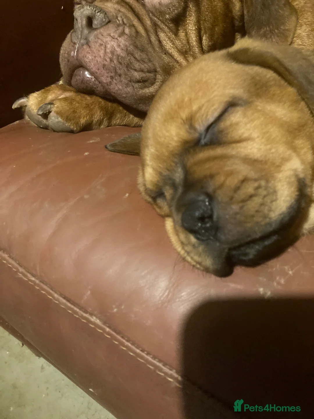 Mixed Breed dogs for sale: Rocco - Advert 2