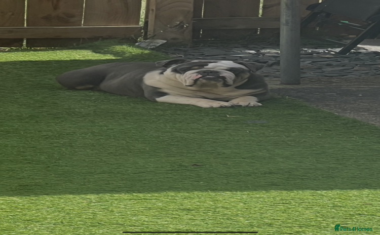 English Bulldog dogs in South Shields - Advert 5