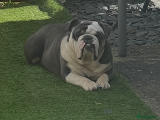 English Bulldog dogs in South Shields - Advert 2