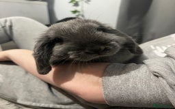 Mini Lop rabbits for sale: mini lop rabbit - Image 4