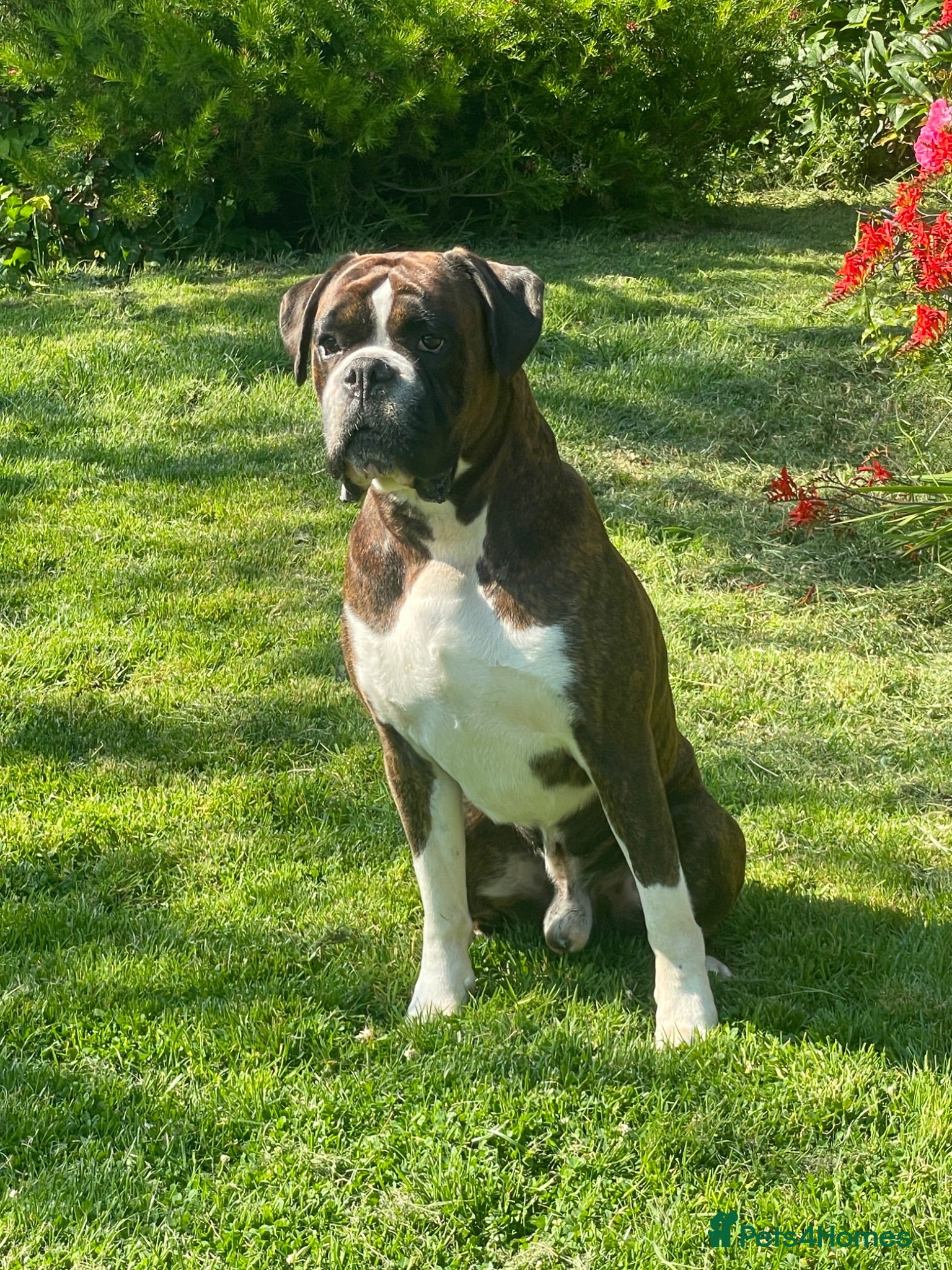 Boxer dogs Health tested proven boy for stud - Advert 3