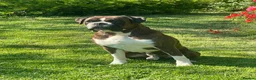 Boxer dogs for stud: Health tested proven boy for stud - Advert 1