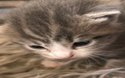 British Longhair cats for sale: British blue cross ragdoll kittens - Image 19