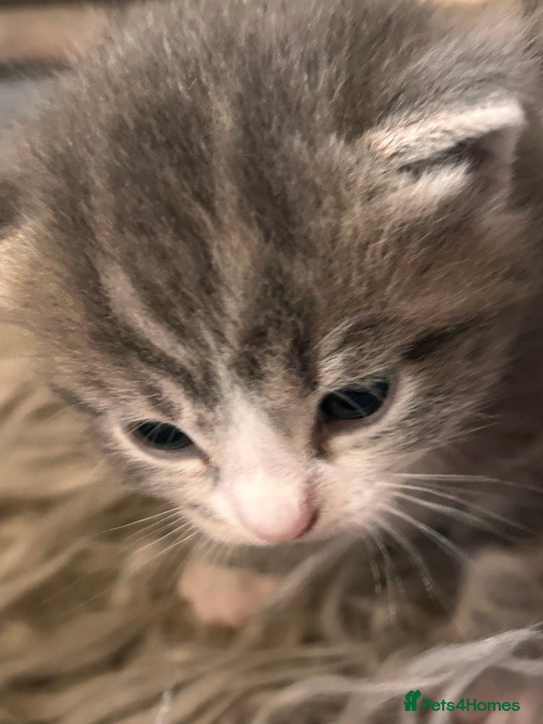 British Longhair cats for sale: British blue cross ragdoll kittens - Image 19