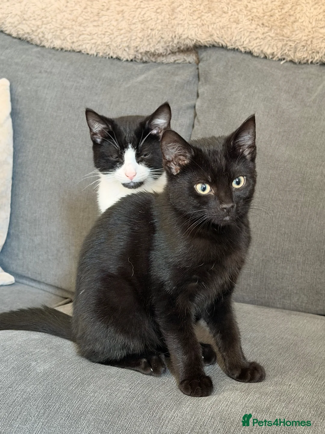 Mixed Breed cats for sale: Max and Milo - Advert 6