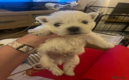 West Highland Terrier dogs for sale: !!CHAMPION LINES!! West highland terriers  - Image 7