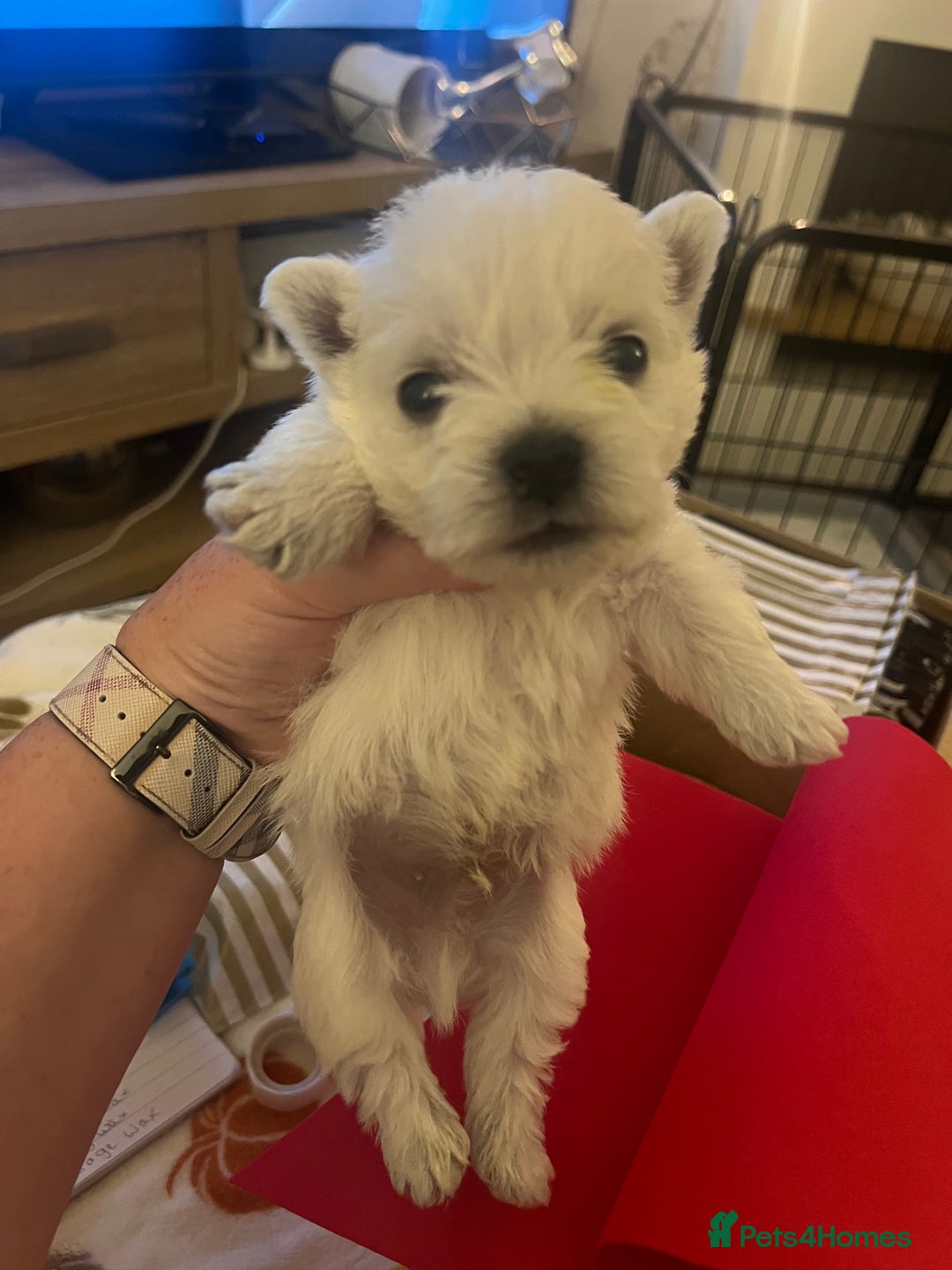 West Highland Terrier dogs for sale: !!CHAMPION LINES!! West highland terriers  - Image 7