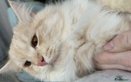 Siberian cats for sale: Pedigree Siberian cats for 5* homes only - Image 4