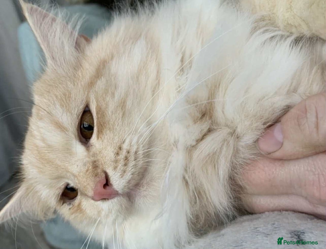 Siberian cats for sale: Pedigree Siberian cats for 5* homes only - Image 4