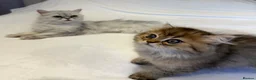 Persian cats for sale: GCCF Registered Persian Kittens Available - Advert 5