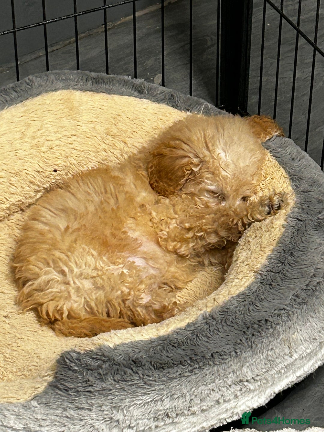 Miniature Poodle dogs for sale: Cream miniature poodle male pup - Advert 3