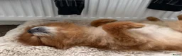 Pomeranian dogs for sale: 8 year old Pomeranian boy  in Doncaster - Advert 6