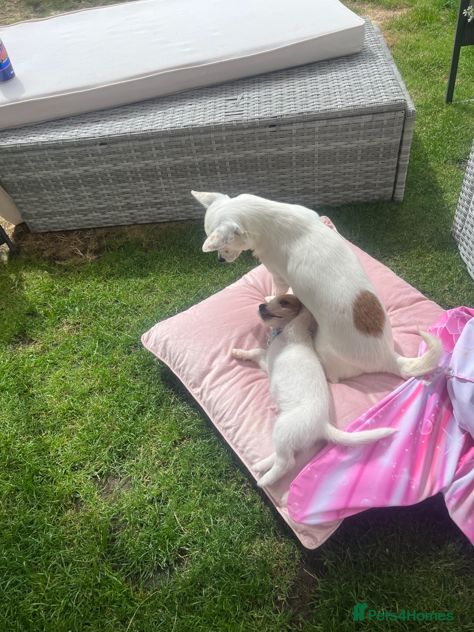 Mixed Breed dogs Jackawawa - Advert 8