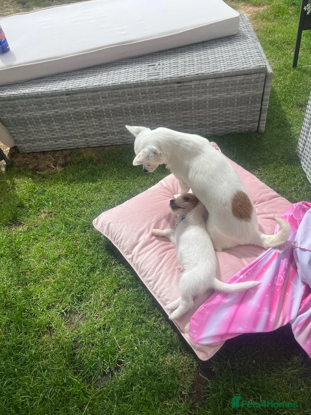 Mixed Breed dogs for sale: Jackawawa in Gainsborough - Advert 1