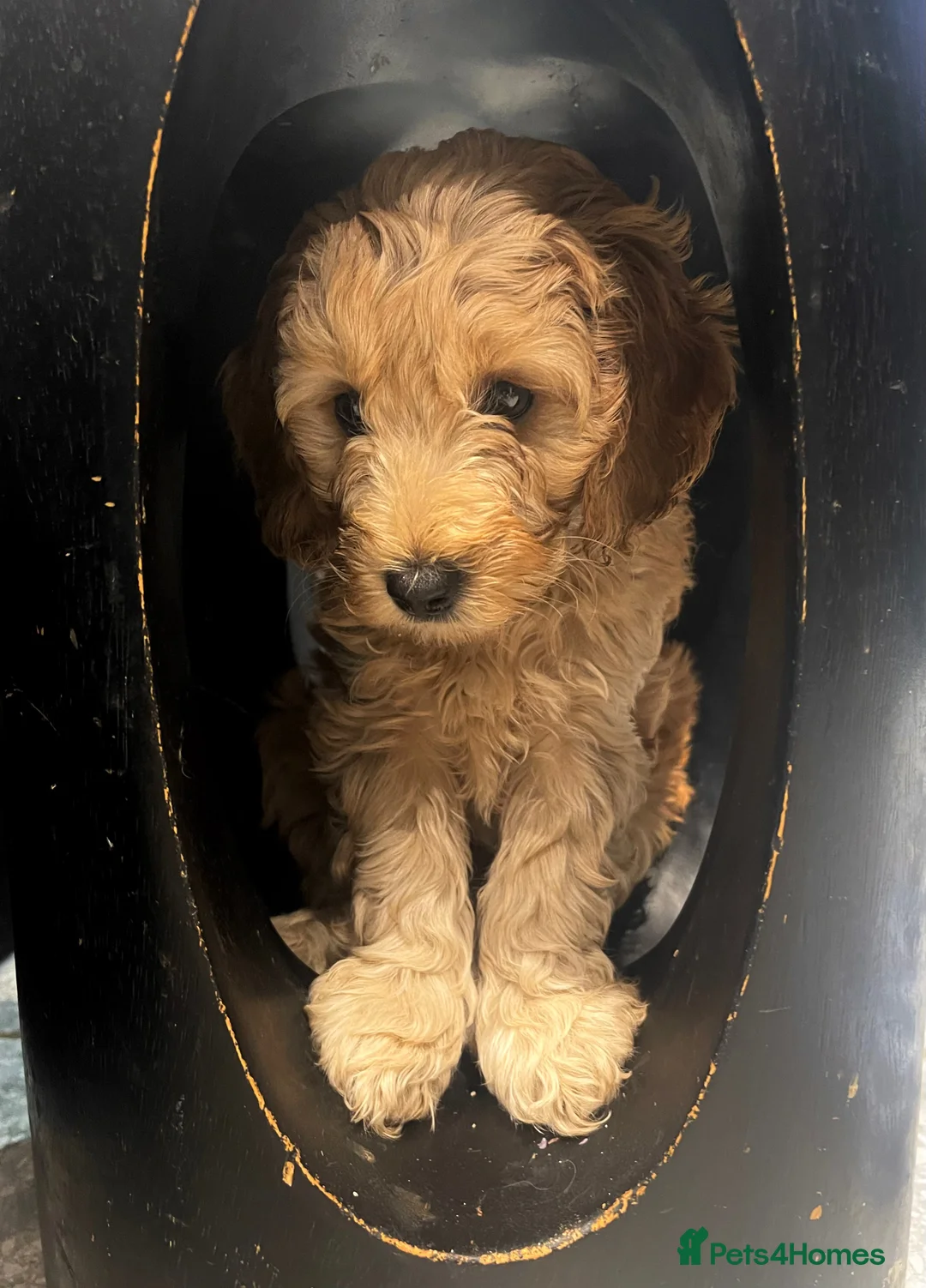 Cockapoo dogs for sale: Blond Boy Cockapoos looking for home - Advert 7