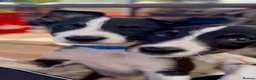Border Collie dogs for sale: Litter of 2 beautiful male border collie puppies. - Advert 8