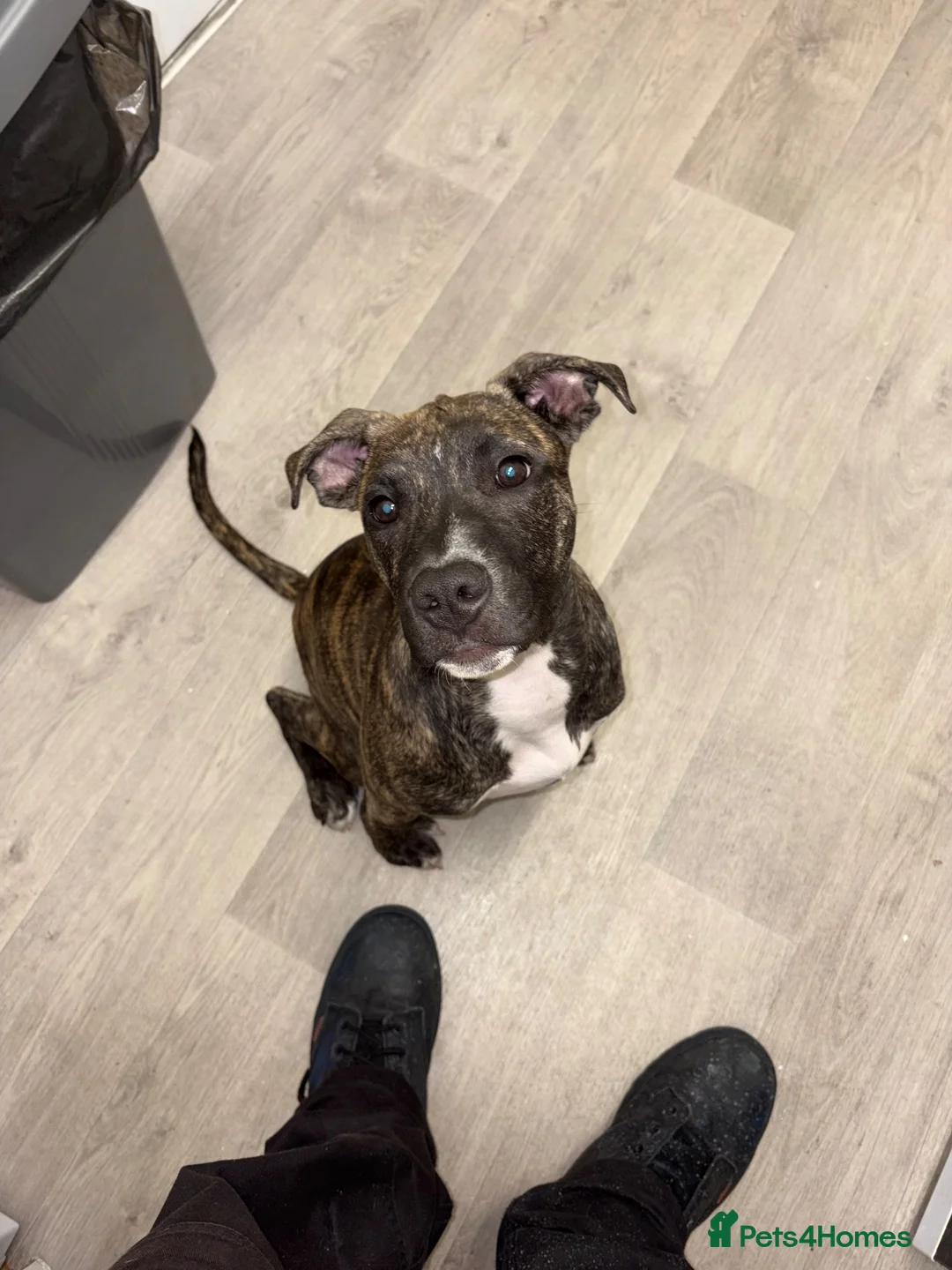 Staffordshire Bull Terrier dogs for sale: Richie  in Liverpool - Advert 2