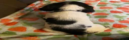English Springer Spaniel dogs for sale: Springer Spaniel Puppies in Waterlooville - Advert 14