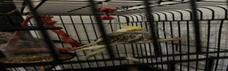 Cockatiels birds for sale: 2 birds 8 weeks old with cage and everything  in Greenford - Advert 3