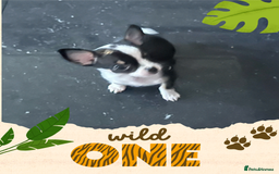 Chihuahua dogs for sale: Tiny chihuahua puppies KC in Coventry - Image 5