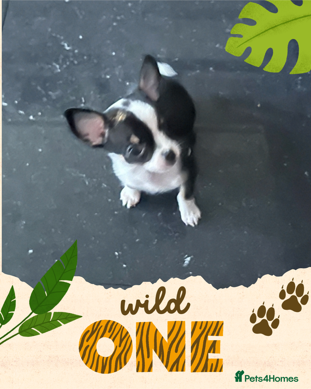 Chihuahua dogs for sale: Tiny chihuahua puppies KC in Coventry - Image 5