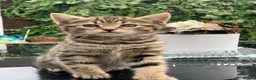 Toyger cats for sale: Tabby kittens  - Advert 8