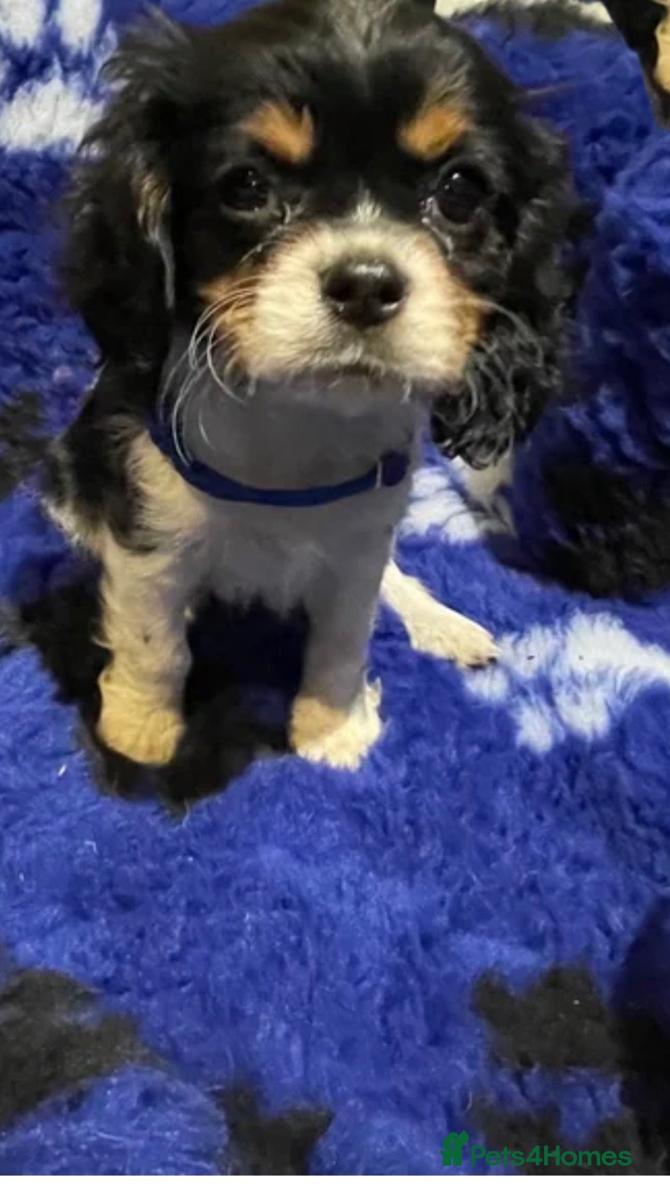 Cavalier King Charles Spaniel dogs Cavalier King Charles puppies  - Advert 2