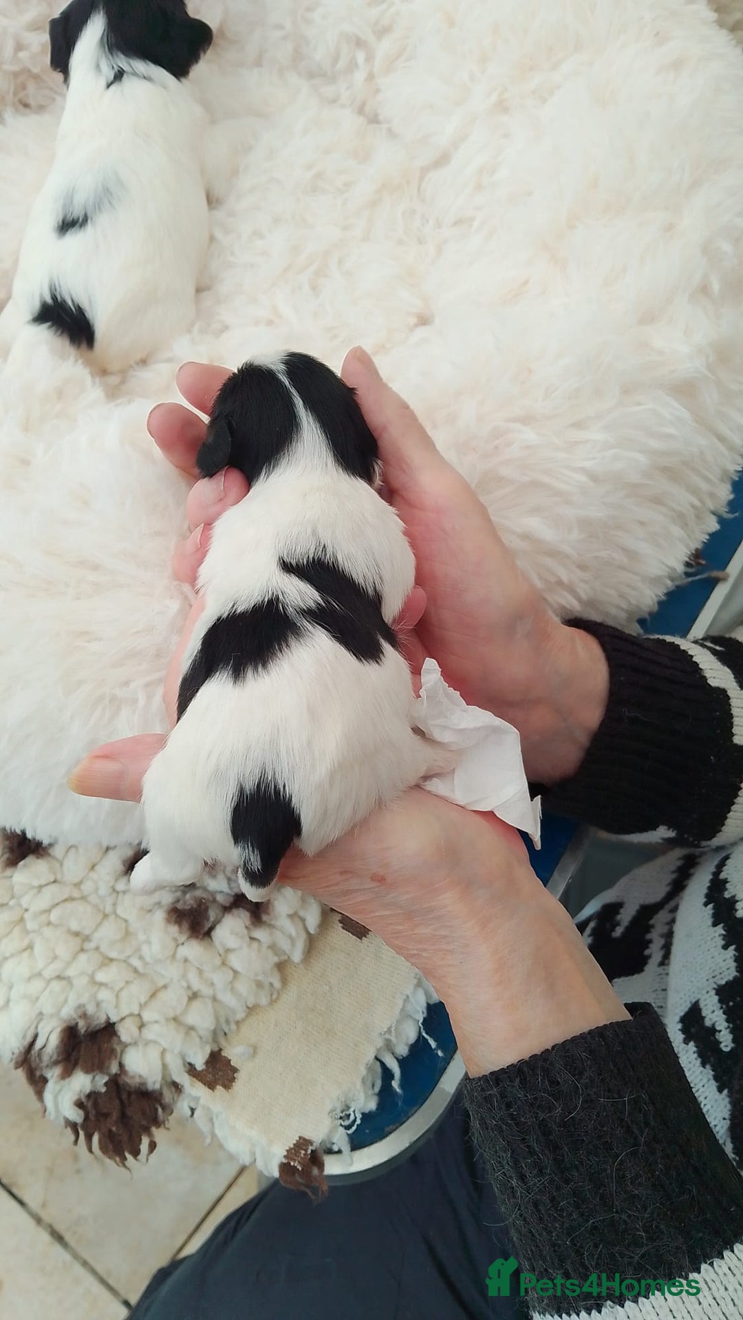 Biewer Terrier dogs for sale: 4 Beautiful BIEWER TERRIERS for Sale - Image 5