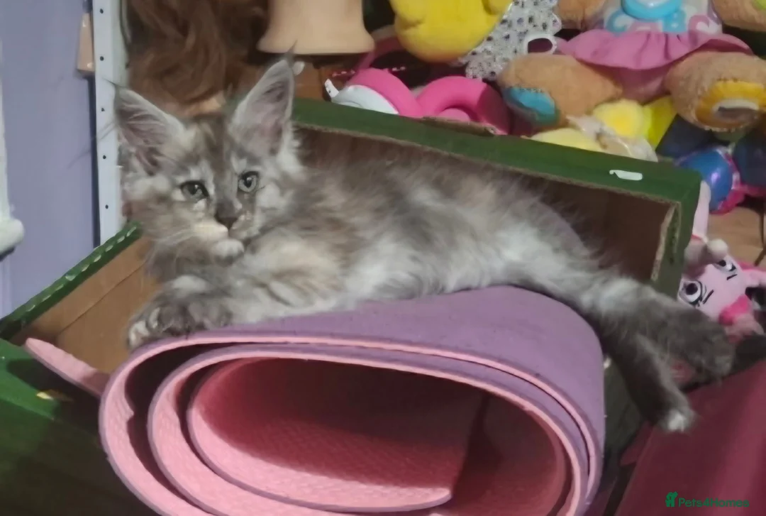 Maine Coon cats for stud: Stud duties - Advert 2