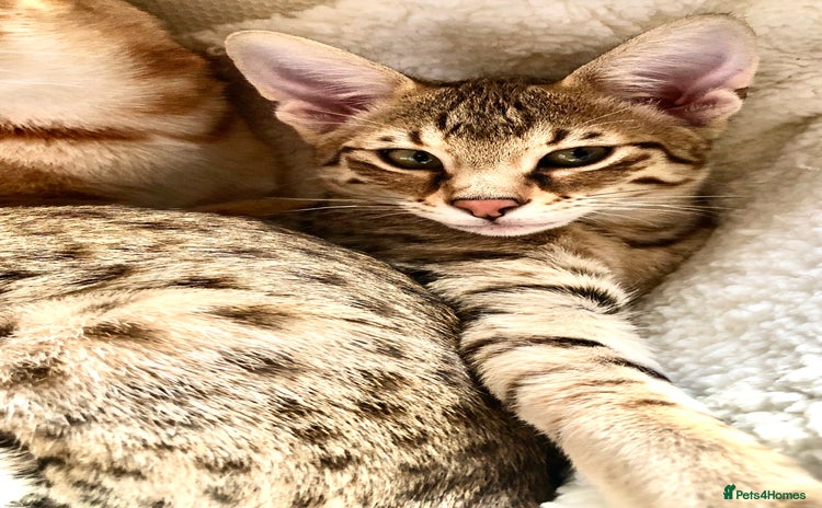 Savannah cats - Advert 1