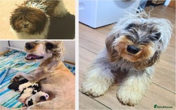 Cockapoo dogs for sale: SUPER PLUSH COATS. F1b Cockapoos. Health Tested - Image 19