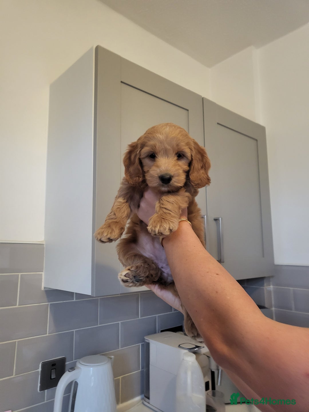 Cockapoo dogs for sale: F1B Cockapoo puppy's x1 girl remaining. - Image 23